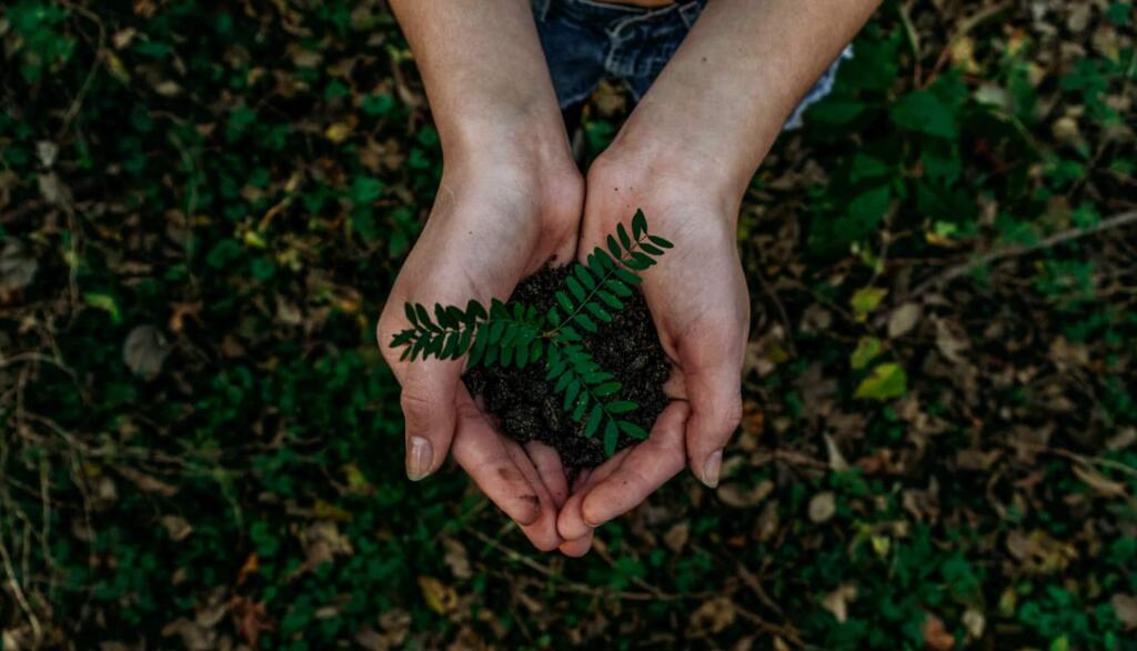 Motori di ricerca ecologici